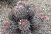 10-cottontop_cactus