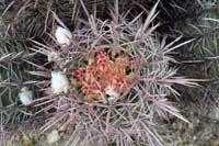 11-zoom_of_cottontop_cactus