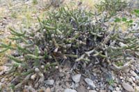 12-Pencil_Cholla-saw_at_VOF_Visitor_Center,but_first_time_seeing_in_desert