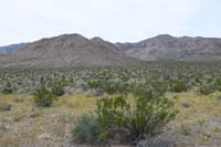 14-lots_of_Desert_Trumpets_blooming-approaching_first_peak_with_other_distant_right