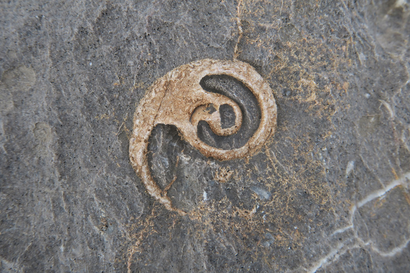 23-fossils
