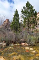 08-Pine_Creek_flowing_very_well_with_young_Ponderosa_Pines