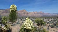 05-blooming_Joshua_Tree_and_scenic_background