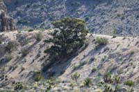 18-zoom_view_of_the_lonely_pinyon_on_the_mountain-hence_the_peak_name
