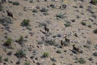 36-deer-very_surprised_to_see_deer_in_this_desert_region_around_4000_feet,they_must_be_migrating