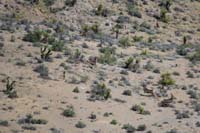 37-deer_scattering_among_joshua_trees_and_yucca,an_amazing_sight_to_experience