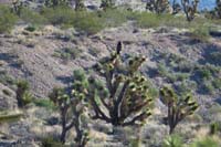 04-red-tailed_hawk_perched_on_a_joshua_tree_in_the_distance