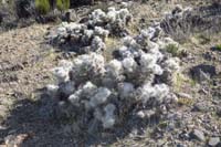 18-blue_diamond_cholla-don't_come_across_this_variety_very_often