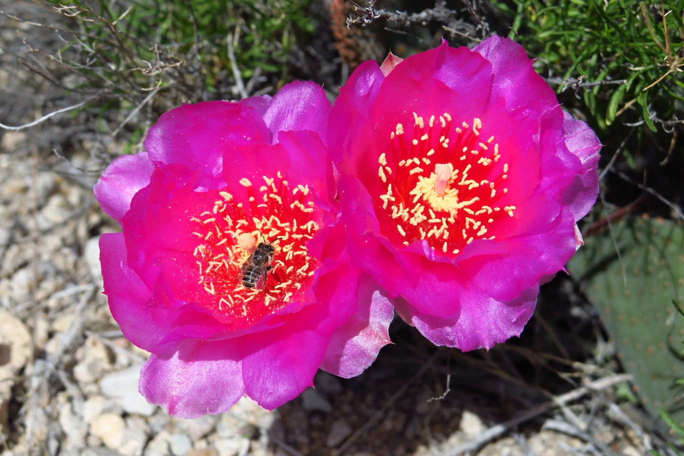 18-Beavertail_cactus-bloom_with_bee