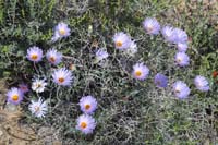 01-Mojave_Aster,Aster_Family,xylorhiza_tortifolia