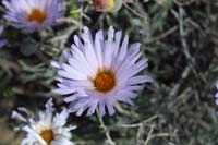 02-Mojave_Aster-flower,Aster_Family,xylorhiza_tortifolia