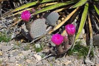 04-beavertail_cactus_blooming