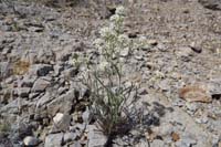 23-Desert_Peppergrass_(Lepidium_fremontii)