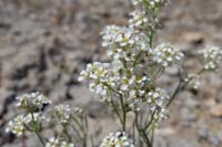 24-Desert_Peppergrass_(Lepidium_fremontii)-bloom
