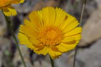 29-Desert_Marigold_flower