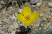 35-Desert_Poppy-flower
