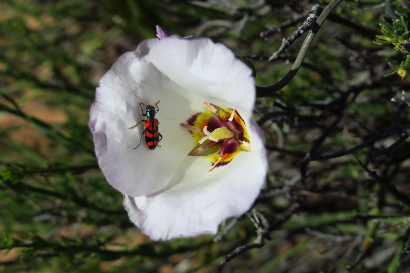 11-Sego_Lily_with_beetle_out_of_focus