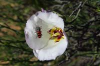 10-Sego_Lily_with_beetle_in_focus