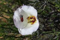 11-Sego_Lily_with_beetle_out_of_focus