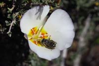 14-Winding_Mariposa_Lily_with_bee