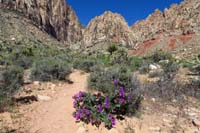 17-Four_o'clock-blooming_with_canyon_in_background