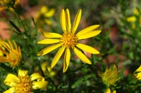 25-Goldenbush-Narrowleaf-sunflower_with_insects