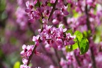 36-Redbud_blooms_with_bee