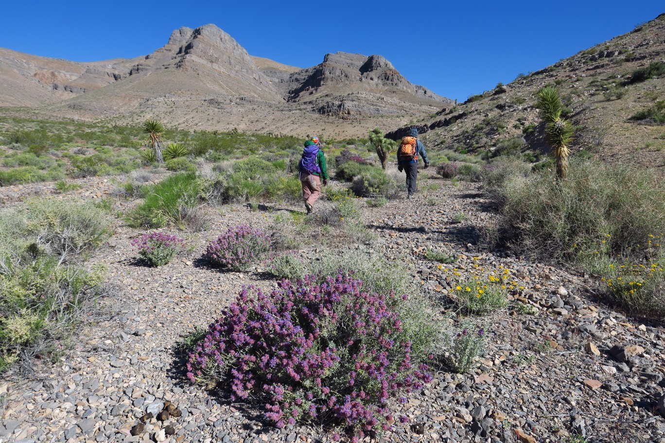 07-Ed_and_Luba_walking_through_wash_with_lots_of_blooming_purple_sage