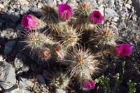 06-hedgehog_cactus_blooming