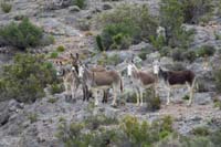 02-group_of_burros_watching_our_group_pass_by
