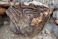 21-interesting_fossil_formations_on_the_rock