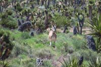 02-a_burro_in_the_distance_watching_us