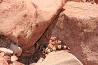 23-gila_monster-it_was_on_that_rock_to_right,Kenny_on_left_rock_almost_stepping_on_it-it_hissed_at_us