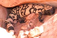 24-gila_monster_trying_to_hide-very_very_rare_sight_to_see-first_Daddy_has_seen_hiking_for_14_years