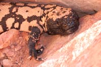 25-gila_monster-only_one_of_two_venemous_lizards_in_world-other_is_komodo_dragon