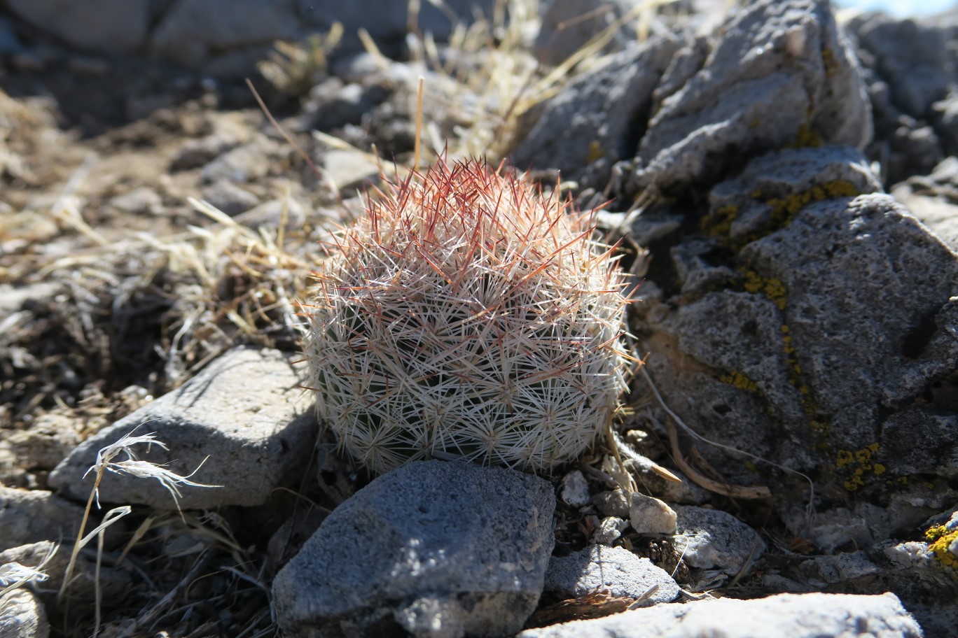 18-very_small_cactus-Desert_Spinystar-Escobaria_Vivipara