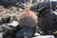 18-very_small_cactus-Desert_Spinystar-Escobaria_Vivipara