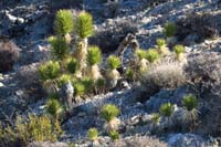 11-cluster_of_young_joshua_trees_at_6000_feet