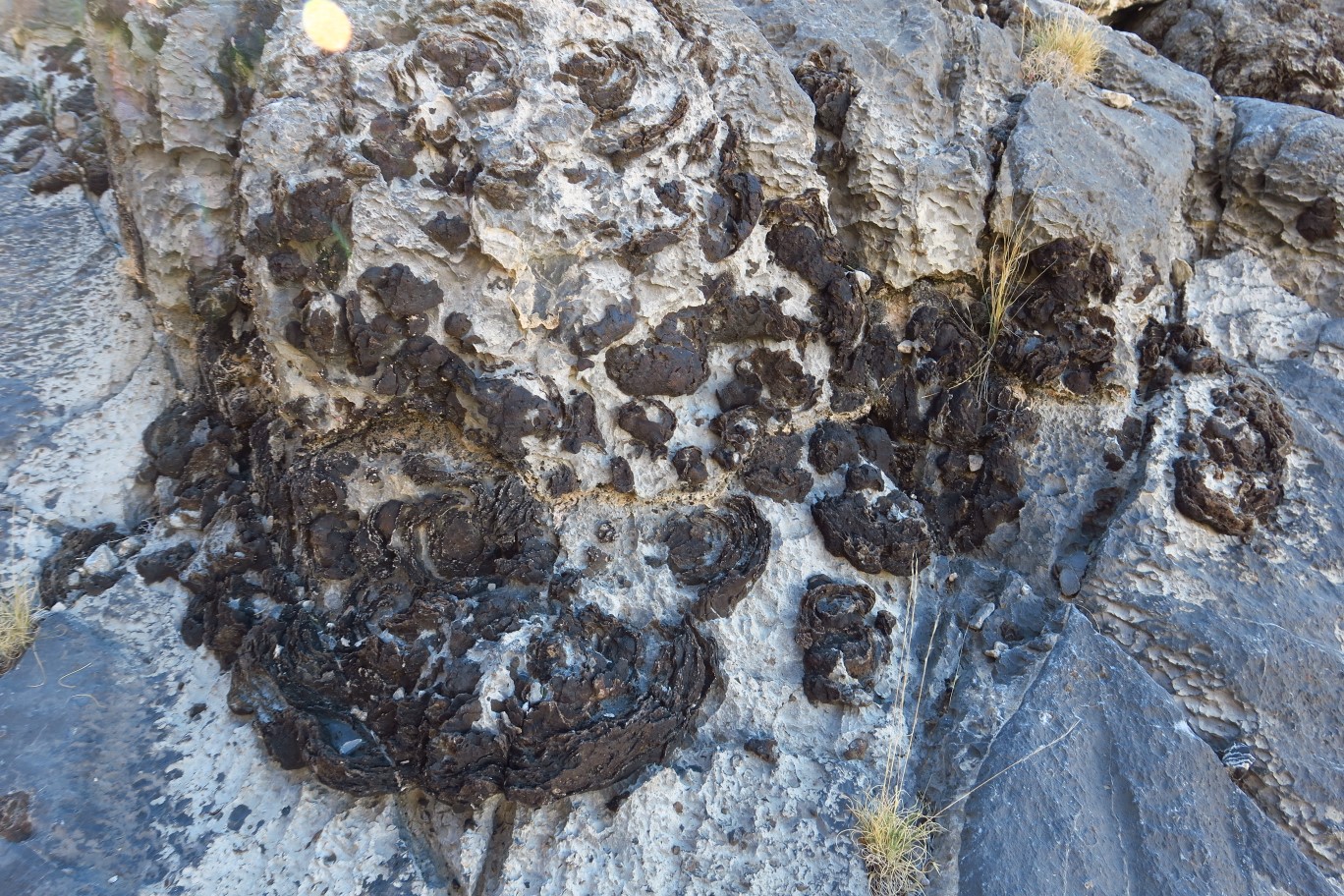 25-fossil_formations_in_the_rock