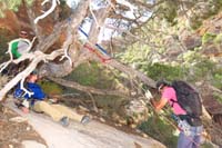 19-anchor_setup_to_pinyon_pine_tree-200_foot_with_some_free_hanging_potential
