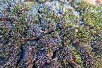21-closer_view_of_the_moss