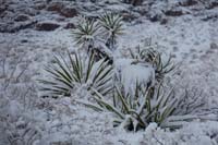 06-snow_covered_Mohave_Yuccas