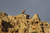 09-two_bighorn_sheep_on_the_peak,one_watching_us