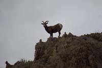 11-bighorn_sheep_watching_us_as_we_got_closer_moving_up_to_the_saddle