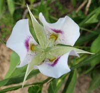 07-white_mariposa_lily,lily_family,calochortus_eurycarpus
