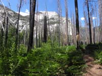 07-low_growth_and_old_burned_trees-I_was_worried_about_rattlesnakes-couple_hiking_about_100_feet_ahead