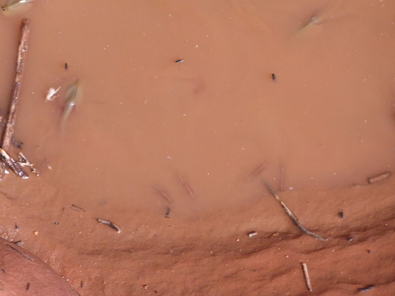Cabins-crevice_with_water-tadpole_and_fairy_shrimp_swimming_around_last_puddle_of_water_before_evaporating4