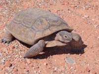 Desert_Tortoise