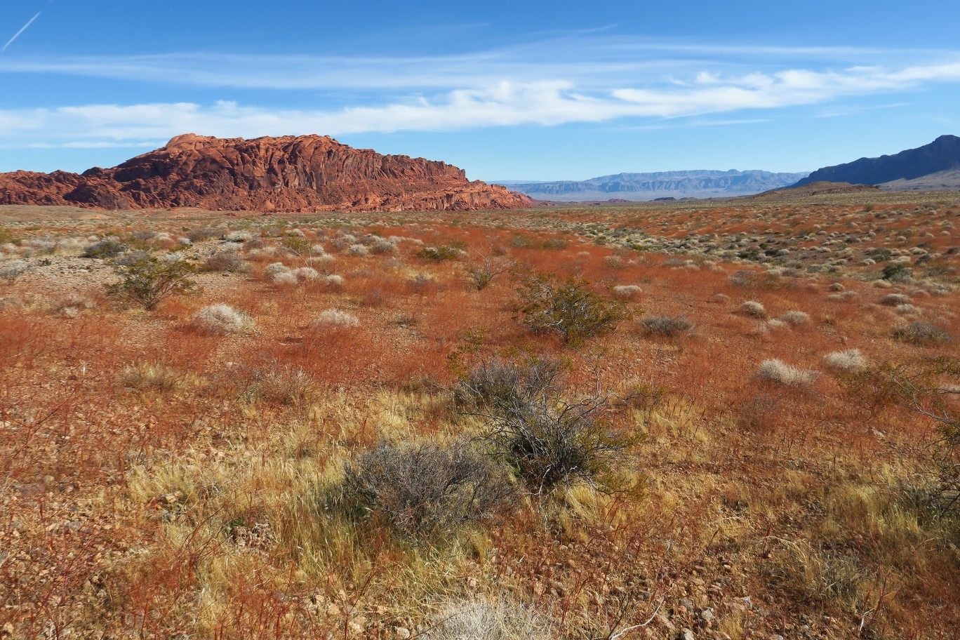 40-section_would_be_amazing_when_desert_trumpet_blooming_in_spring_VOF_Peak_in_distance