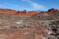 58-very_pretty_scenery-I_am_amazed_to_see_all_these_desert_holly_bushes
